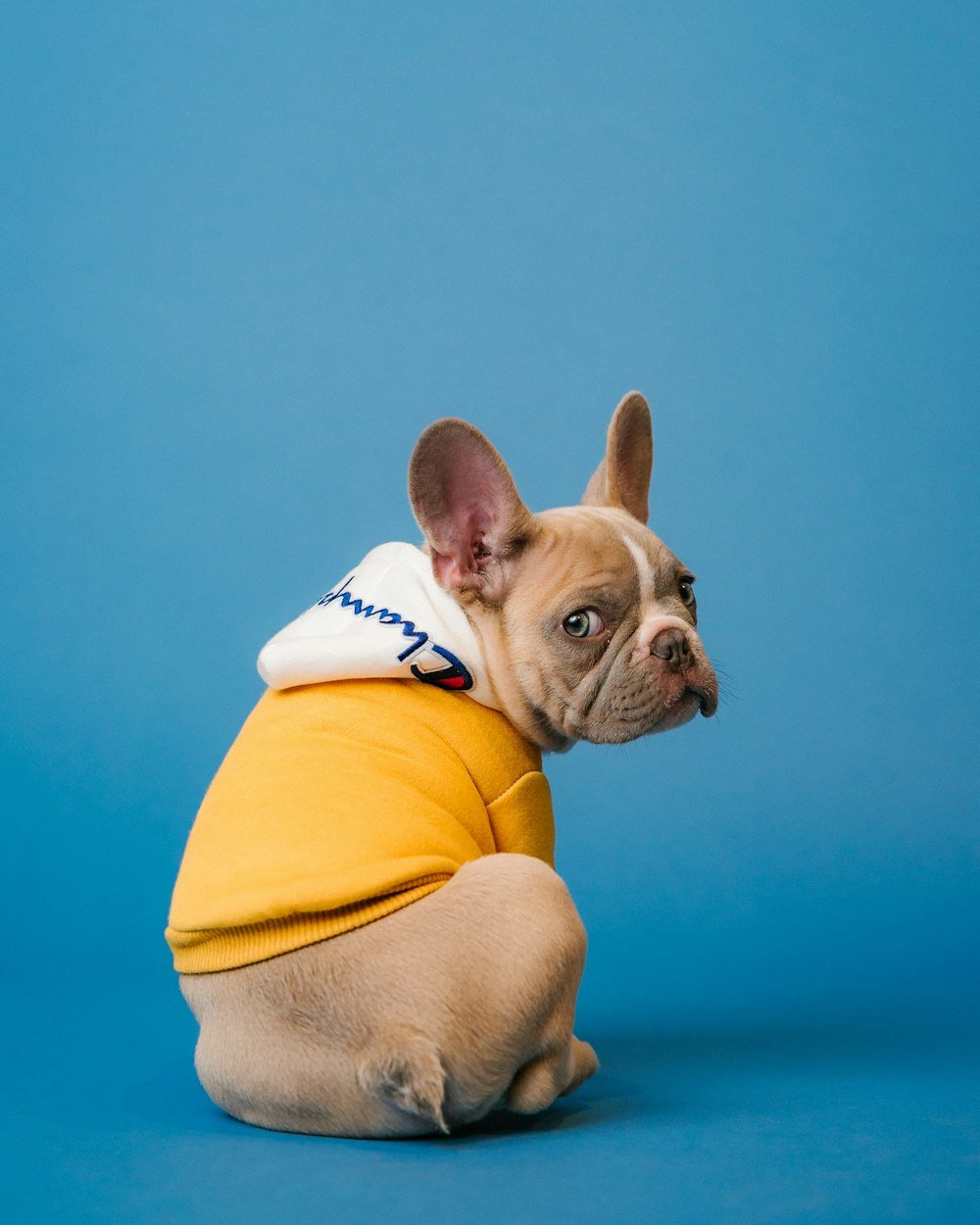 Cozy pet bed — illustrative photo